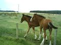 Foals Foals