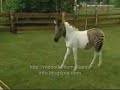 Mysteries-Zebhorse
