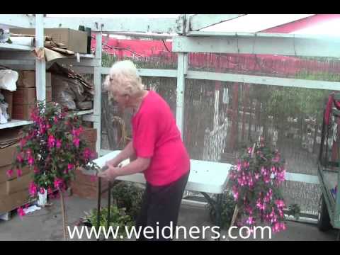 how to transplant fuschia