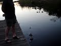 cocodrilo en miami