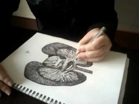 how to draw lungs