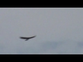 RAPACES DEL CINCA MEDIO (HUESCA). AGUILA REAL