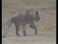 Lion Hunt 1