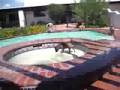 Dogs Summer Vacation