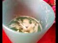 aGUARDIENTE aGUARDIENTE