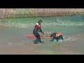 Jornadas AFAT salvamento con terranovas y labradores * Rescue dog Jornadas AFAT salvamento con terranovas y labradores * Rescue dog