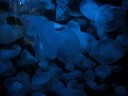 jellyfish jellyfish