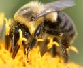 Plight of the Bumblebee