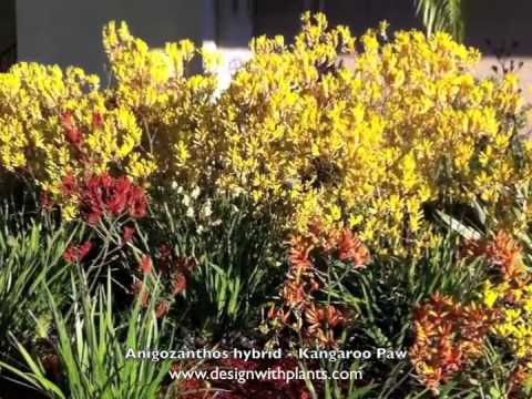how to fertilize kangaroo paw