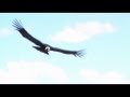 El Condor Pasa