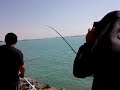 Kingfish.mp4