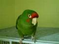 Mitred Conure Talking
