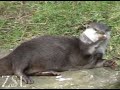 Otters playing with pebbles