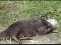 Otters playing with pebbles