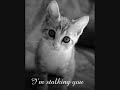 Shawn Desman - Baby stay (made bye JeTsEtKiTtY)