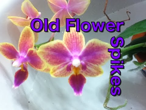 Phalaenopsis Care – Removing old flower spikes