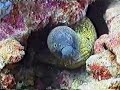 Thistlegorm - Wreck Red Sea