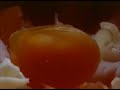 Digestion Video