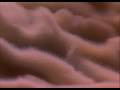 Digestion from the Inside
