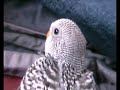 video pullo