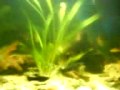 videos de Barb Tank