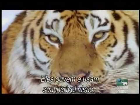Siberian Tiger known to kill adult brown bear
