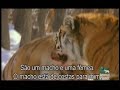 Siberian-Tiger-known