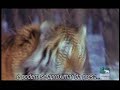 Siberian Tiger known to kill adult brown bear