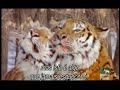 Siberian-Tiger-known