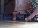 Higgins the Westie stuck!