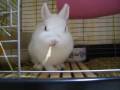 ????????????????rabbit eating Oat hay2008/12/30 ????????????????rabbit eating Oat hay2008/12/30