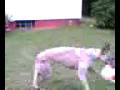 videos de reyna