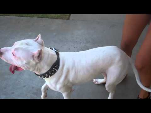 blue nose pitbull