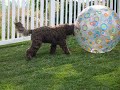 Labradoodle Playing