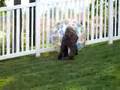 Labradoodle-Playing