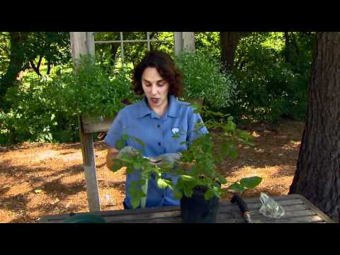 how to transplant bougainvillea from pot to ground