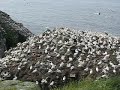 CapeSaintMarys