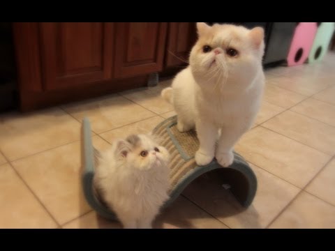 Excited - Happy Father's Day! ヾ(@⌒ー⌒@)ノ This is the finale episode of Marshy's growth series. Marshy has received all of her necessary kitten vaccinations, and is now ...