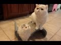 Cat Daddy Excited to Meet his Daughter Kitten ( Week 12-14)