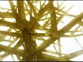 Wire Daisies - Never Meant to Hurt You
