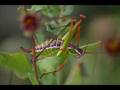 videos de Chaparral Wildlife Management Area, Texas