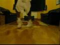 Rye225 Clownin