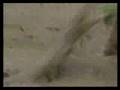 Steve-Irwin-Crocodil