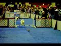 Westie hurdles racing at Detroit AKC dog show