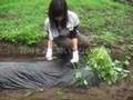 法花寺集落でのイモ植え