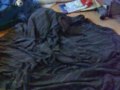 Ferret-Duvet-Fight