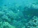 Divetrip to Daymaniyats Divetrip to Daymaniyats