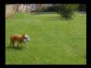 Lopo Bulldog Inglés Lopo Bulldog Inglés