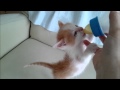 YouTube 動画ポップアップ再生