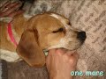 Tail wags dog Tail wags dog